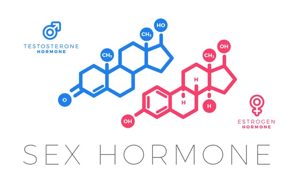 Testosteron a Estrogen, molekula pohlavního hormonu. Izolovaná vektorová ilustrace. — Stockový vektor