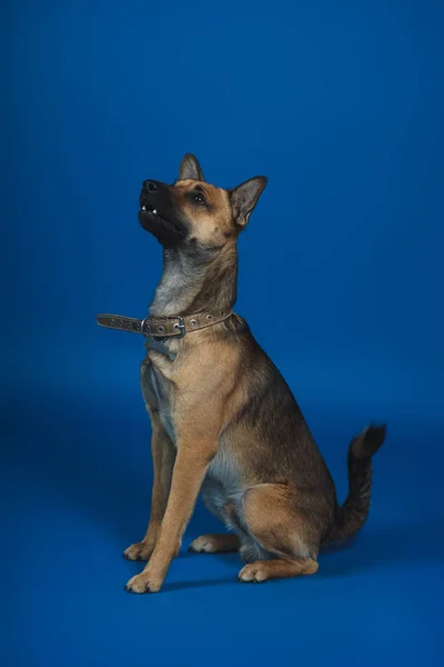 Joven perro en el fondo —  Fotos de Stock