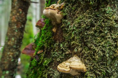 Orman mantar moss ve heather