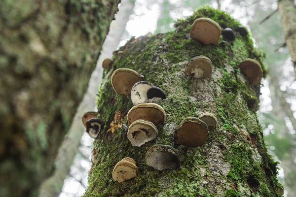 Forest Mushrooms Moss Heather — Stock Photo, Image