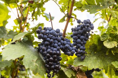 Bir bağ manzara fotoğrafı.