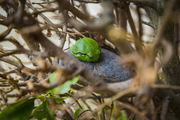 Green Tree Frog Hyla Arborea Sleeping Stone — Stock Photo, Image