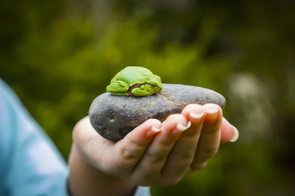 Rana Verde Hyla Arborea Durmiendo Sobre Piedra — Foto de Stock