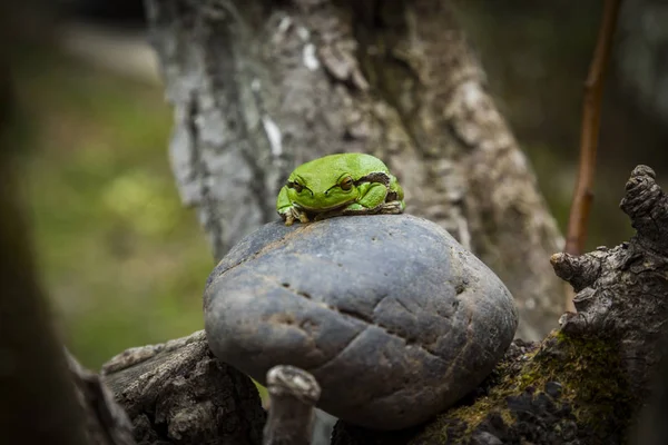 Green Tree Frog Hyla Arborea Sleeping Stone — Stock Photo, Image