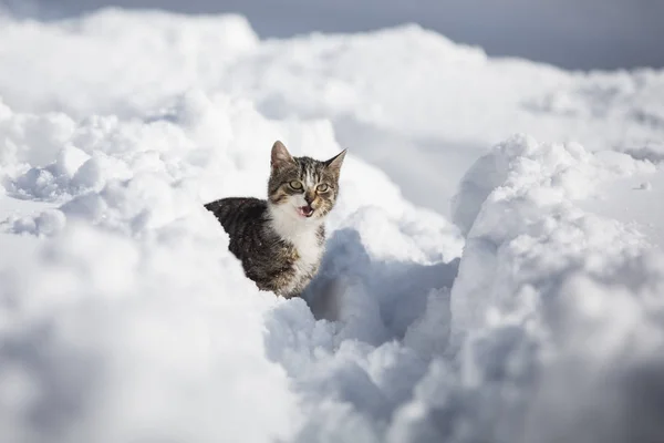Krásná Domácí Kočka Sněhu — Stock fotografie