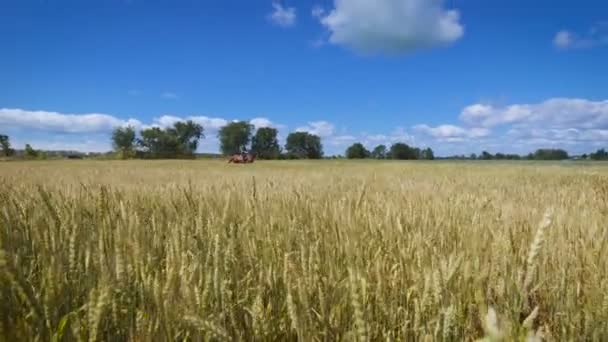 Ung kvinna rider en häst på det gröna fältet — Stockvideo