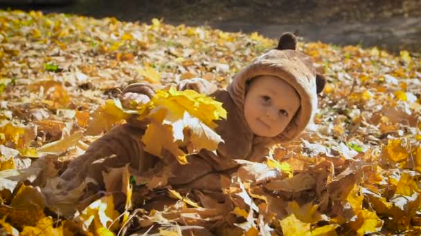 Feliz niño juguetón al aire libre. Lindo niño en traje de oso se encuentra en hojas amarillas de otoño. El niño la primera vez en su vida ve caer — Vídeo de stock