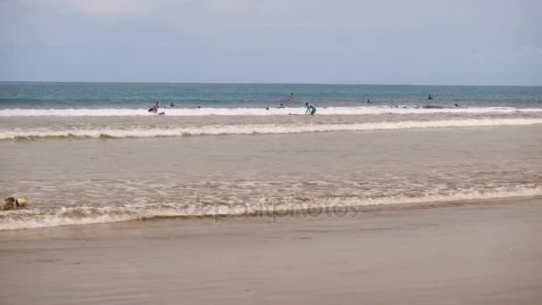 Ocean View, minden elfoglalt a saját vállalkozása. Fiatal fiúk és lányok ride a surf, próbál elkapni egy hullám, barna tacskó fut végig a parton, csíkos labdát, felnőtt nők fürödni a tengerben játszó — Stock videók