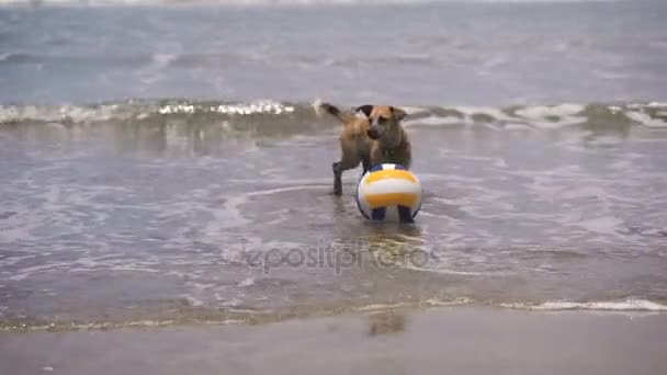 Perro en el agua. En la playa en el voleibol del océano. Perro con su juego en el agua. Olas de cera y menguante. Hermoso océano en la isla de Bali . — Vídeos de Stock