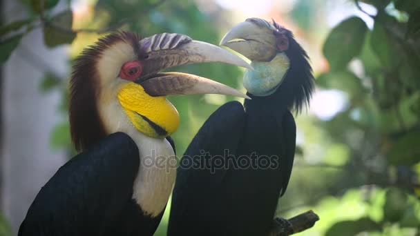 Dos pájaros exóticos sentados en una rama de árbol en la selva tropical. Belleza natural intacta en la reserva natural. Hojas verdes grandes en el fondo . — Vídeos de Stock