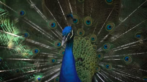 Близкий снимок запутанного голубого гребня павлина и ярко-голубого ствола, который взбивал хвост длинными красивыми перьями, чтобы показать свою красоту — стоковое видео