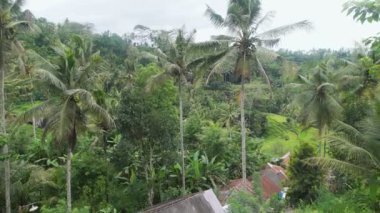 Bali Adası pirinç terasları. Pirinç terasları, Tegallalang nehir kenarında kurulan gorge kesilir. Bu alan en fotojenik Bali olarak kabul edilir.