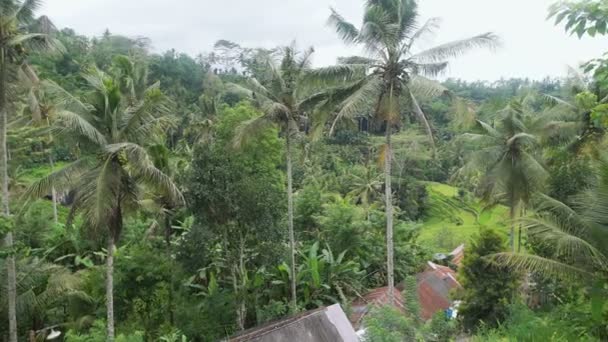 Terrazze di riso Isola di Bali. Terrazze di riso di Tegallalang sono tagliati nella gola formata dal fiume. Questo campo è considerato il più fotogenico di Bali . — Video Stock