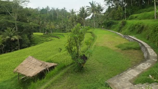 Niveau colline verte entourée par la jungle tropicale. Chemin piétonnier pavé de pierre le long de la forêt tropicale. Petite cabane avec toit de chaume . — Video