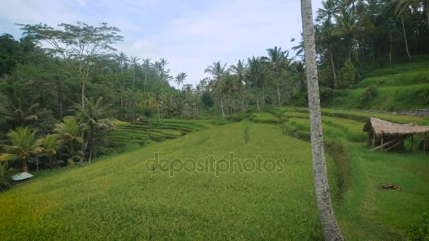 Emocionante vista de campos de arroz verdes intermináveis e jardim tropical de Bali. A luxuriante vegetação tropical em terraços está descendo a passos. Árvores e plantação estão mostrando paisagem indonésia adorável . — Vídeo de Stock