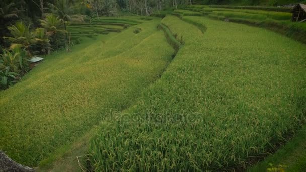 La plantación verde campo de arroz vista con pequeñas casas de madera, que se extiende a lo largo del principio de escalones y se encuentra en un bosque tropical — Vídeos de Stock