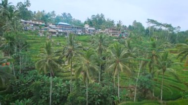 Pirinç terasları Bali Adası. Akıllı pirinç terasları bakışta ruhu büyüler. Nerede her açtıktan sonra yeni, muhteşem manzara açılır pirinç tarlaları arasında sonsuz bir yol.