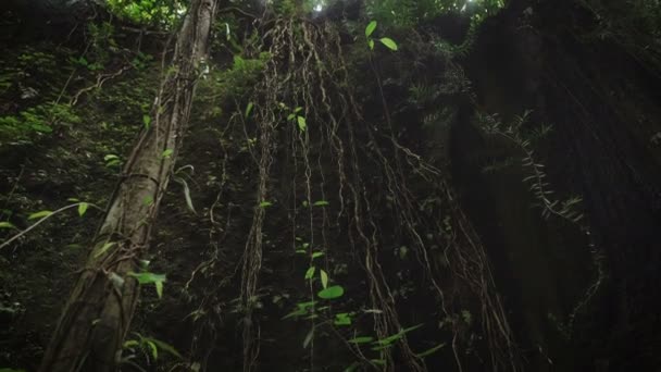 The review of suspended lianas in the jungle of the island of Bali. Lianas hanging from the tree in tropical forest. Bali, Indonesia. On the island of Bali huge lianas which create — Stock Video