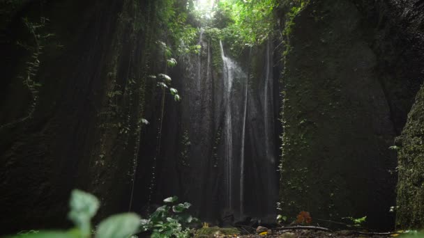 Cachoeira misteriosa, localizada em um lugar oculto dos olhos, iluminada pela luz solar de cima. Jets cachoeira cair para o fundo das plantas em crescimento que se movem por causa da queda de água sobre eles — Vídeo de Stock