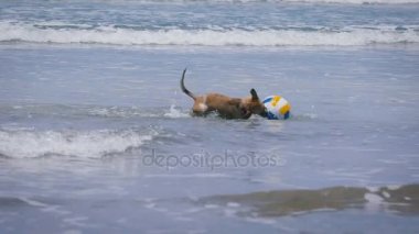 Dalgalar okyanus üzerinde renkli top ile oynayan komik köpek. sevimli hayvanlar onun oyuncak ve onu yakalamak için çalışır atlama. Arka planda mavi temiz su.