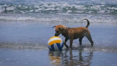 Su kıyısında yürüyüş ve, koklama mutlu ıslak köpek yavrusu topu renkli. Okyanusta sallayarak ve ayakta Voleybol yakınındaki kabuk orta boy iç kahverengi köpek.