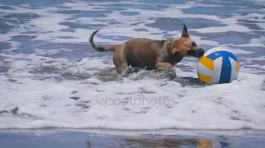 Dalgalar okyanus üzerinde renkli top ile oynayan komik köpek. sevimli hayvanlar onun oyuncak ve onu yakalamak için çalışır atlama. Arka plan mavi temiz su. Ağır çekim.
