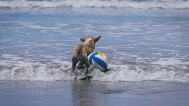 Perro color marrón del agua. En la playa en el voleibol del océano. Animal llevando un collar con su juego en el agua. Olas de cera y menguante. El tiempo soleado — Vídeos de Stock