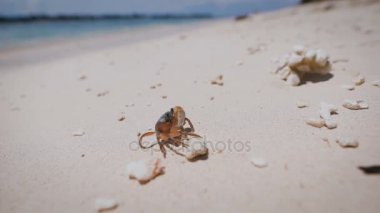 Bali Adası. Plaj. Eklembacaklılar. Sualtı ve deniz yaşamı Bali türleri gibi kabuklular ve süngerimsi ile dünyanın en zengin olarak kabul.