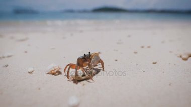 Yumuşak-kabuklu yengeç tropik ada sahilde duran pençeleri ile kapatın. Beyaz bir çakıl taşı ve cockle kabuu üzerinde Bali deniz kıyısı bronz kum yakınındaki yer Gecarcinian.