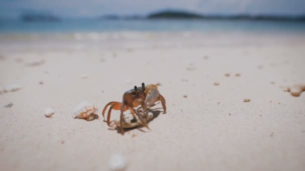 Close up de um caranguejo de casca macia com garras em pé na praia da ilha tropical. Gecarciniano colocado em um seixo branco e perto de concha de galo na areia de bronze da costa balinesa . — Vídeo de Stock