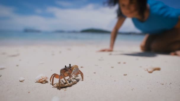 Cangrejo pequeño se encuentra en una roca en una playa de arena. Chica mirando la vida marina que luego corrió hacia ella. Mar y cielo azul en el fondo . — Vídeos de Stock