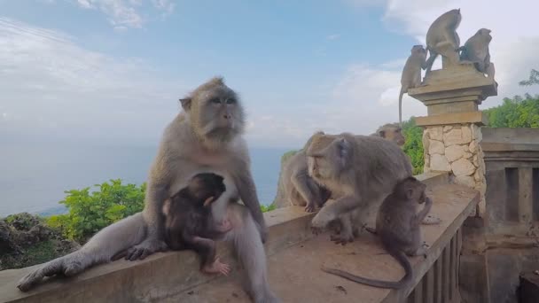 Family of wild monkeys resting together on the banisters with sea and trees behind. Big mother macaque in the foreground sitting with her cub embracing her. Several apes are placing in the background. — Stock Video