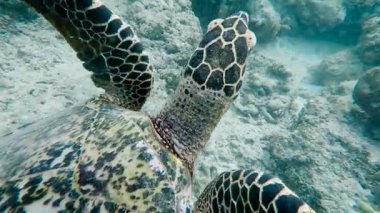 Bali Adası sualtı dünyasını. Deniz kaplumbağası. Şnorkel ve dalış popüler Bali, çok renkli tropikal küçük balıklar ve kaplumbağalar ile çok renkli sualtı Dünya'nın Doğu kıyısındaki