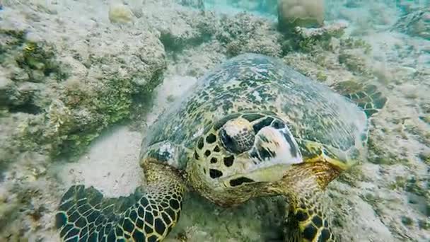 Hihetetlenül gyönyörű, egzotikus tengeri teknős, az alsó részén a tenger. Búvárkodás a Bali trópusi sziget közelében. Tengeri állatok, a természeti környezet közelről. — Stock videók