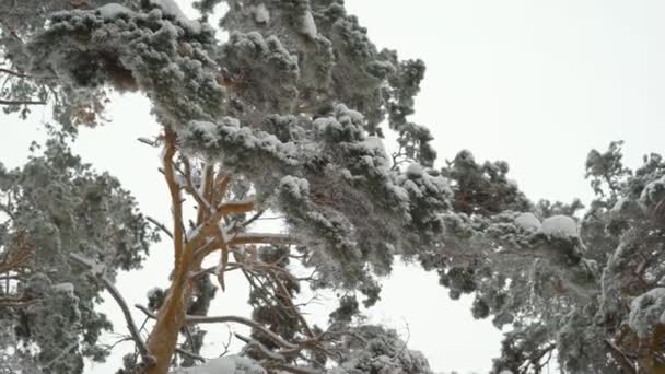 Increíblemente hermosas copas cubiertas de nieve de pinos en el bosque. Agujas verdes en las ramas en invierno . — Vídeo de stock