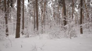 Kış orman. It üzerinde yürüyüş sırasında alışkanlık yeni ve sıradışı, kıyamet kayıtsız bırakın bir şey görmek mümkündür. Soğuk hava, Rüzgar, kar