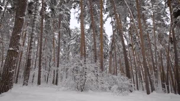 Revisione della foresta invernale. Gli alberi sono coperti di neve bianca. il legno è la vera fabbrica curativa, aria pulita. Il gelido, aghi aroma crostata e pece scintillante al sole — Video Stock