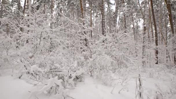 雪に覆われた木々 を見ることができる、植物の名前はほとんど不可能ですのでのすべての分岐を決定するただし、茂み冬の森、下小枝、葉があります。 — ストック動画