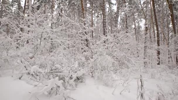 Nous pouvons voir les arbres et les buissons couverts de neige forêt d'hiver, cependant, pour déterminer les noms de la végétation est presque impossible, parce que toutes les branches,, brindilles sous le n'ont pas de feuillage 