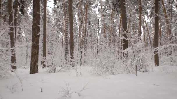 Floresta de Inverno. Durante o passeio no é possível ver algo novo e excepcional, os milagres do não vai deixá-lo indiferente. Ar gelado, vento, nevadas — Vídeo de Stock