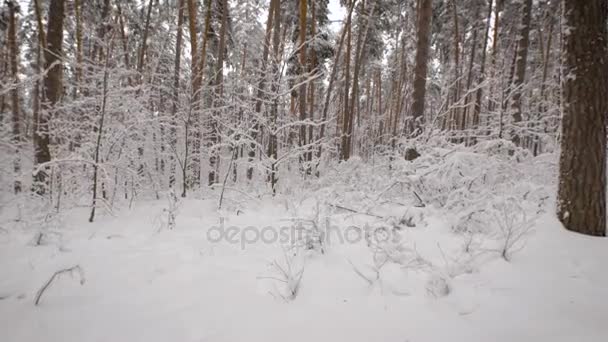 La cámara se mueve en un bosque nevado con muchos pinos. Increíblemente hermosa madera en la temporada de invierno. Arbustos cubiertos de nieve presionados contra el suelo . — Vídeo de stock