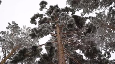 Alt görünümü üzerinde yetişkin çam. Bu kadar yüksektir, yoğun yeşillik vardır üst ağaç, biz değil görebilirsiniz. ormana ve kar soğuk gün sokakta