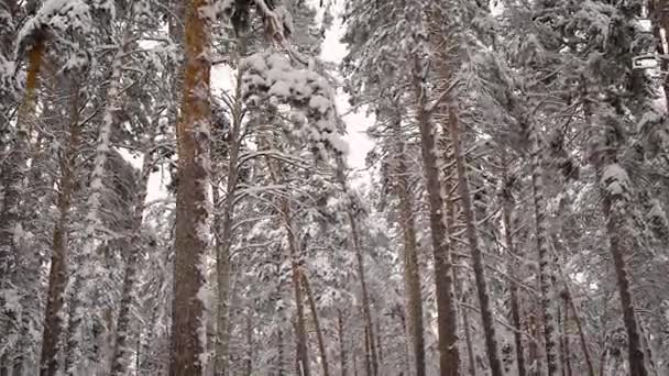 冬の森のレビューです。木は白い雪で覆われています。冷ややかな空気に、タルトの香り針ピッチ雪だるま、幻想的な沈黙、太陽の下で輝く、. — ストック動画
