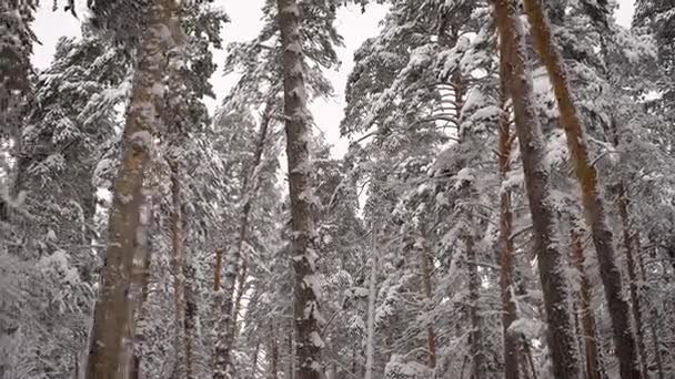 Neuvěřitelně krásné zasněžené vrcholky borovic v lese. Zelené jehličí na větvích v zimě. Kamera se pohybuje od shora dolů. — Stock video