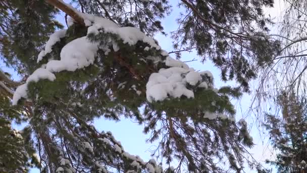 Genç çam ağacı görünümünü. Gövde ve dallar parçası kar ile kaplı. Dışarıda, havalar güzel, mavi gökyüzü, bulutlar, gerçek bir kış masalı. — Stok video