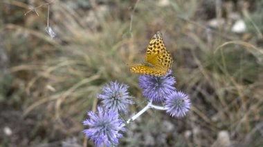 Güzel kelebek çiçek ani bir yaz çayır üzerinde. Onun tazelik ve ihtişamı doğada. Değil şımarık ekolojik sistemi.