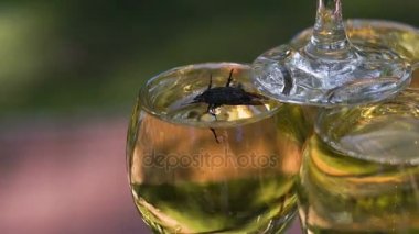 Böcek şampanya ile şarap cam içine aldım ve dışarı çıkmaya çalışır. Böcek tuzak olduğunu, bu içki tatlı kokular tarafından çekti oldu.