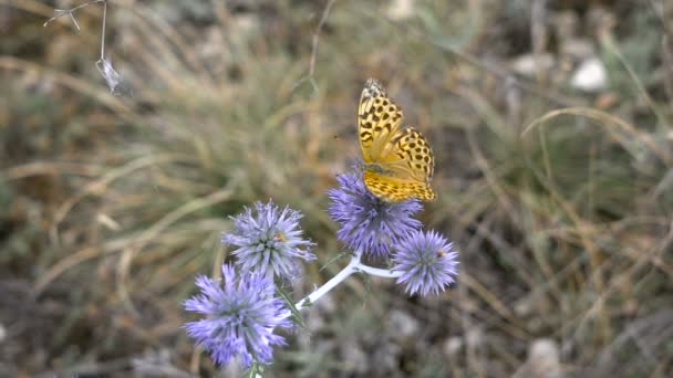 Hermosa mariposa en un pico de flores, prado de verano. La naturaleza en su frescura y esplendor. Sistema ecológico no estropeado . — Vídeo de stock