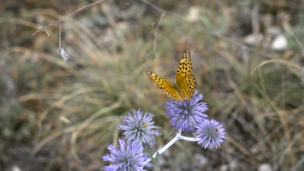 Schöner Schmetterling auf einer Blütenspitze, Sommerwiese. Natur in ihrer Frische und Pracht. nicht verdorbenes ökologisches System. — Stockvideo