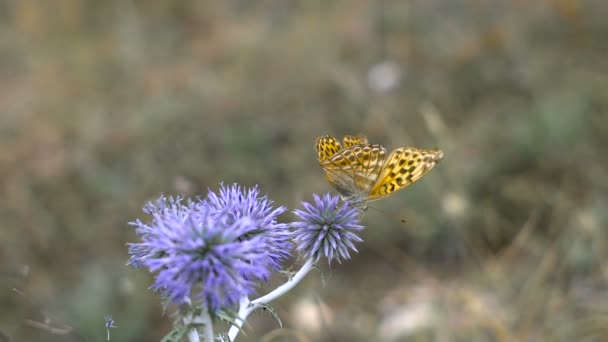 Schöner Schmetterling auf einer Blütenspitze, Sommerwiese. Natur in ihrer Frische und Pracht. nicht verdorbenes ökologisches System. — Stockvideo